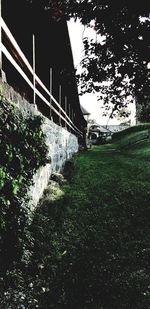 Plants growing on bridge over land