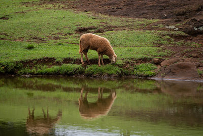 Sheep drinking water in a lake