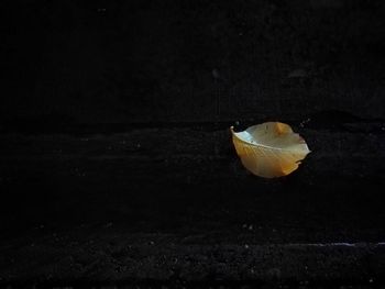 Close-up of yellow flower over black background