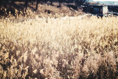 Crops growing in field