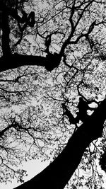 Low angle view of bare trees against sky