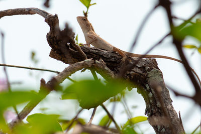 Close-up of a lizard on branch