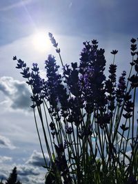 Low angle view of purple flowers against sky