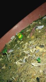 Elevated view of sea