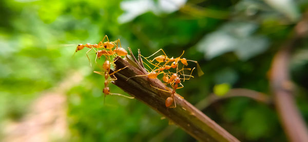 Close-up of insect on plant