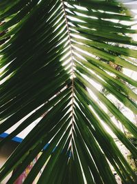 Full frame shot of palm leaves