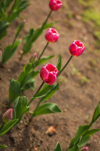 Close-up of pink flowering plant