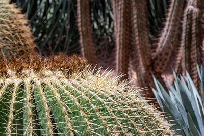 Close-up of spikes on a cactus