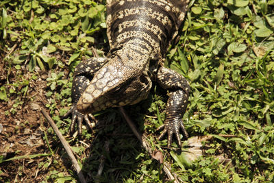 High angle view of lizard on land