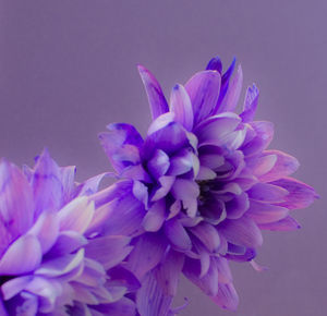 Close-up of pink flowers