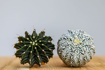 Close-up of succulent plant on table against white background