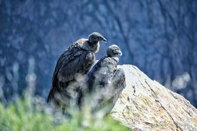 Close-up of birds perching on rock