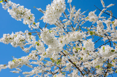 Low angle view of cherry blossoms against blue sky