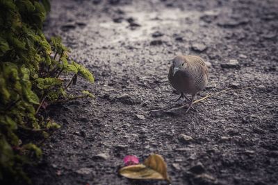 Close-up of bird perching on rock