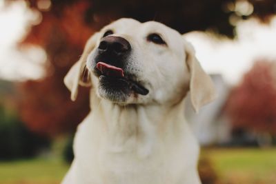 Close-up of labrador