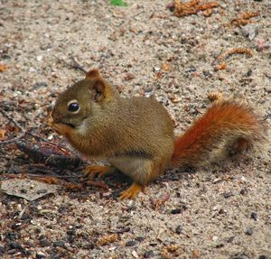 High angle view of squirrel on land