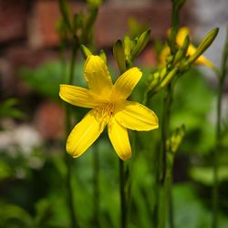 Close-up of yellow flowering plant