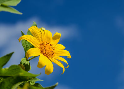 Low angle view of yellow flowering plant against blue sky