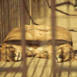 Close-up of monkey in cage