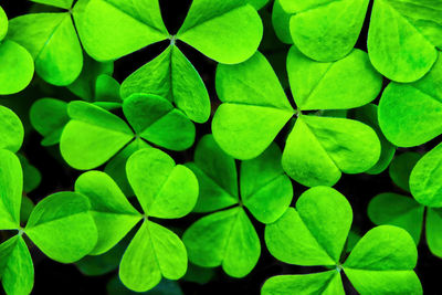 Full frame shot of leaves