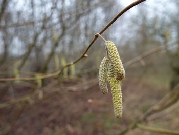 Close-up of plant