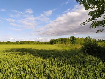 Scenic view of agricultural field against sky