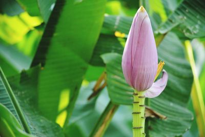 Close-up of pink lily