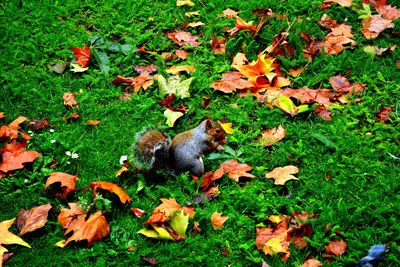 Autumn leaves on grassy field