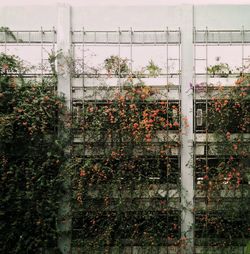 Plants growing in greenhouse