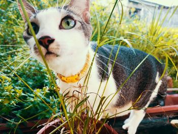 Portrait of cat on field
