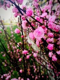 Close-up of pink cherry blossoms in spring