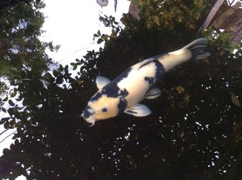 Close-up of duck on tree