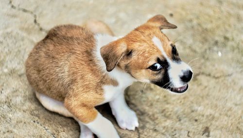 High angle view of a dog