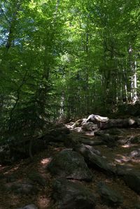 Trees and rocks in forest