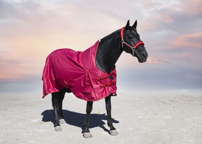 Rear view of man riding horse on road