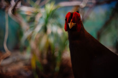Close-up of rooster against blurred background