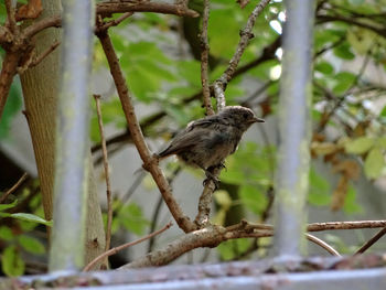 Bird perching on branch