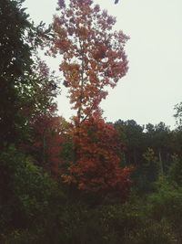 Trees in forest