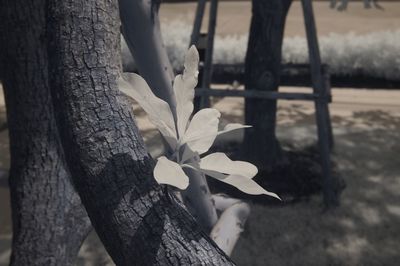 Close-up of white flower tree