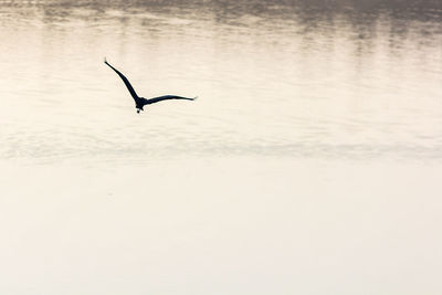 Swan swimming in sea against sky