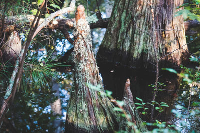 Close-up of tree trunk by lake in forest