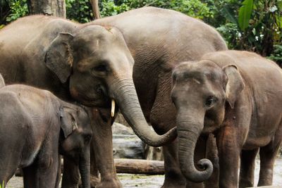 Close-up of elephant