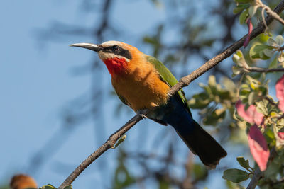 Close-up of bird perching on branch