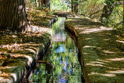 Plants growing by stream in forest