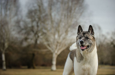 Japanese akita looking away while standing on field