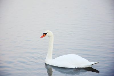 Swan swimming in lake