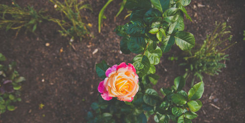 Close-up of pink rose