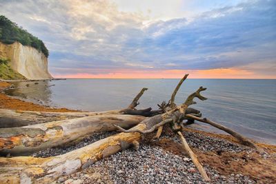 Driftwood on beach against sky during sunset