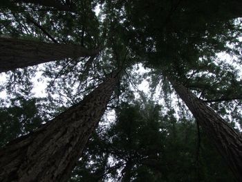 Low angle view of trees in forest