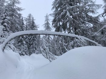 Snow covered trees by land during winter